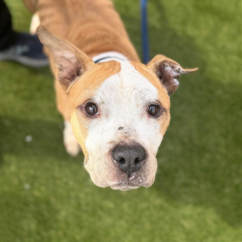 Journey, ADOPTABLE, Adult Female Mixed Breed.