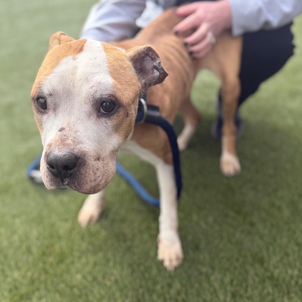 Enlarge Journey, a ADOPTABLE Mixed Breed in Chester, PA image 4/5