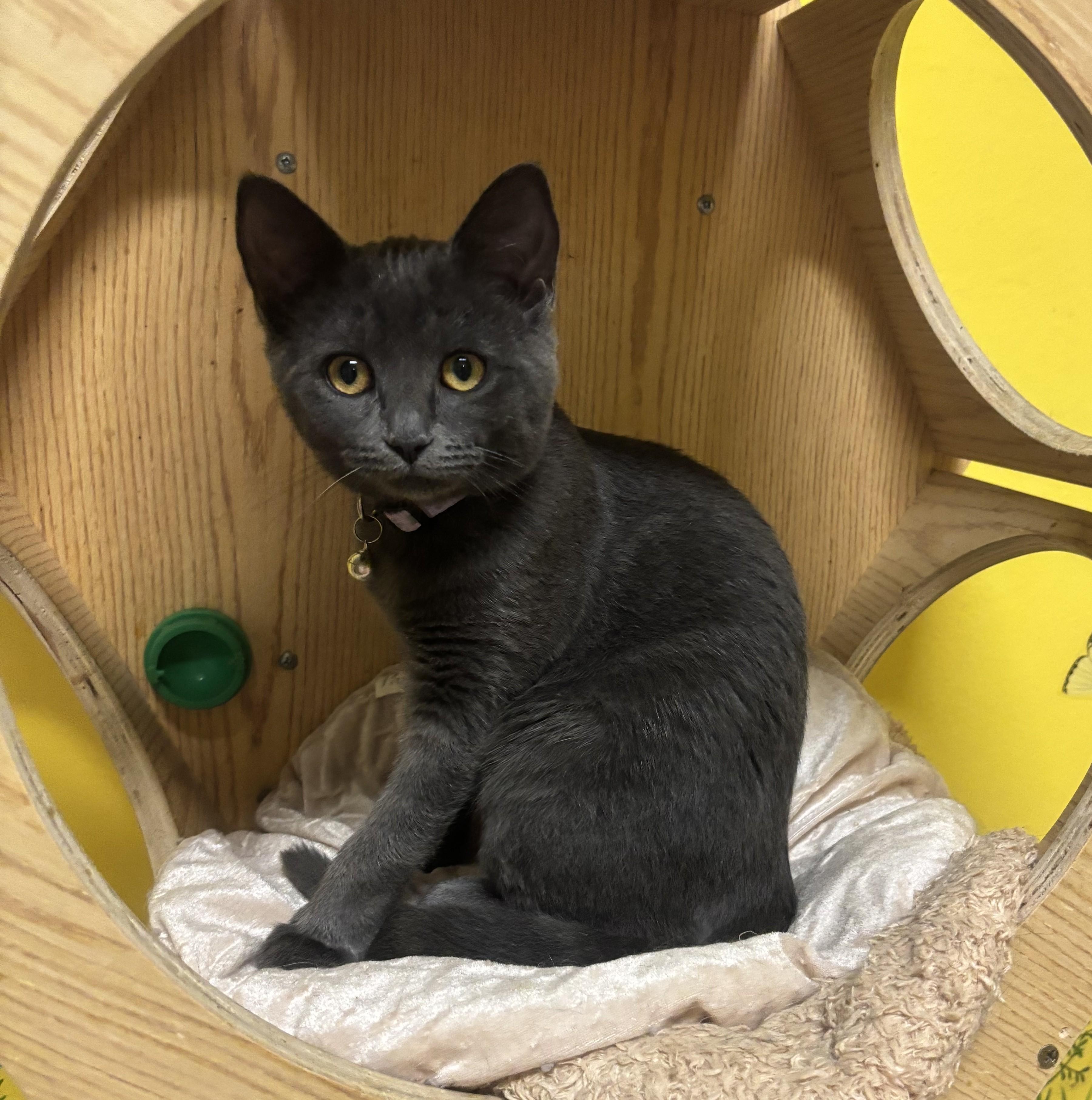 Ivy, Adopted, Young Female Russian Blue & British Shorthair.