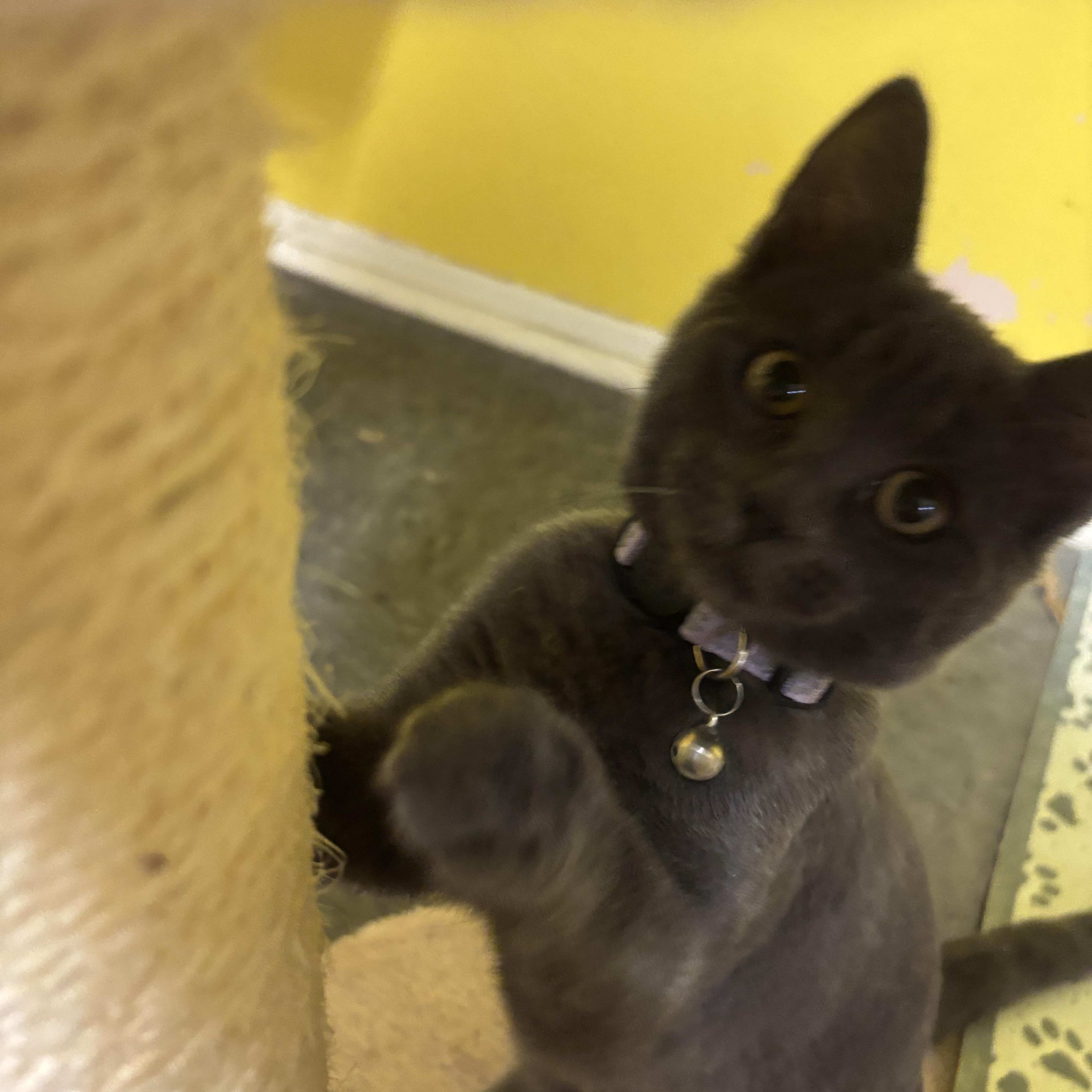 Ivy, a Adopted mixed breed in Whittier, CA image 3/6