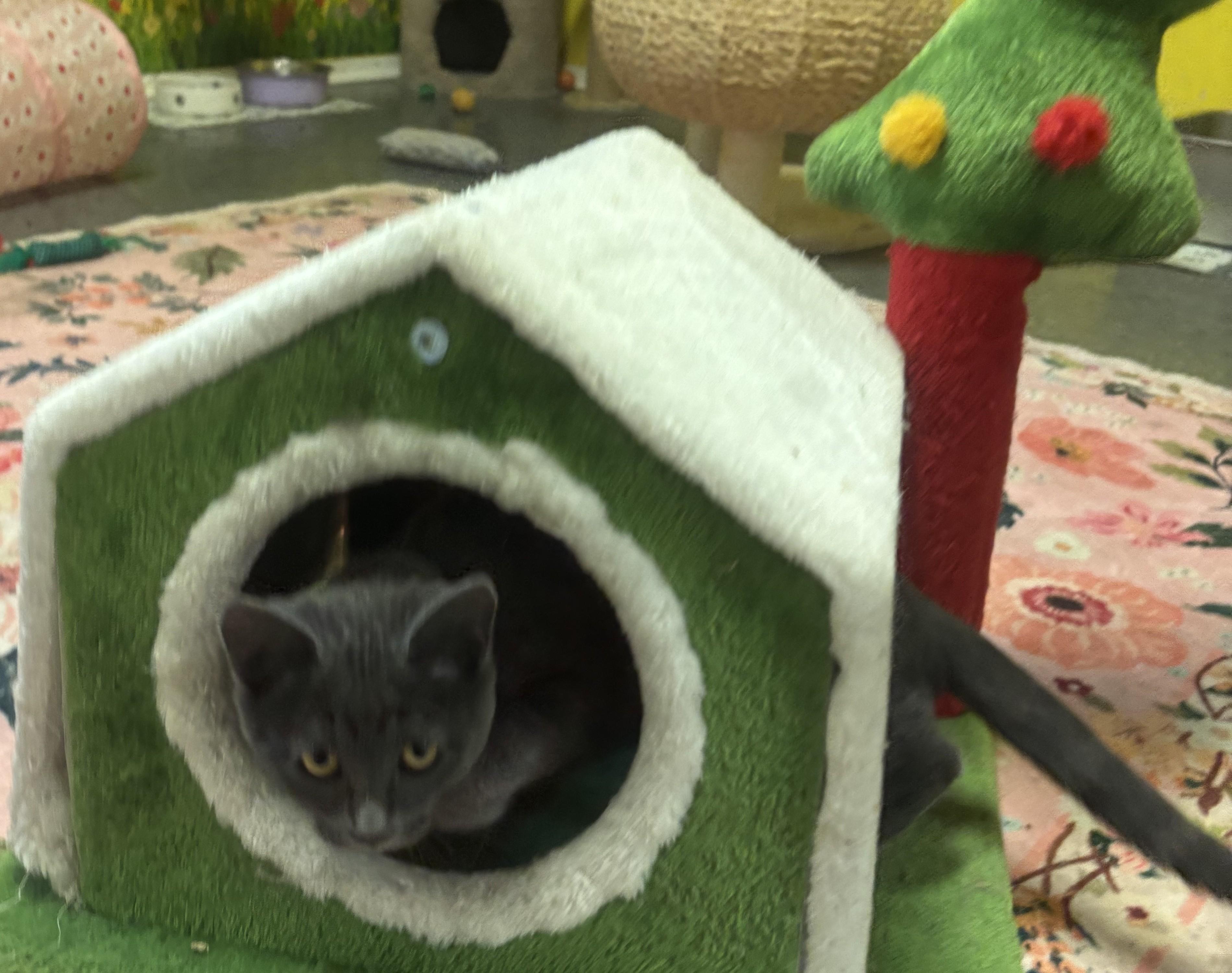 Ivy, a Adopted mixed breed in Whittier, CA image 5/6