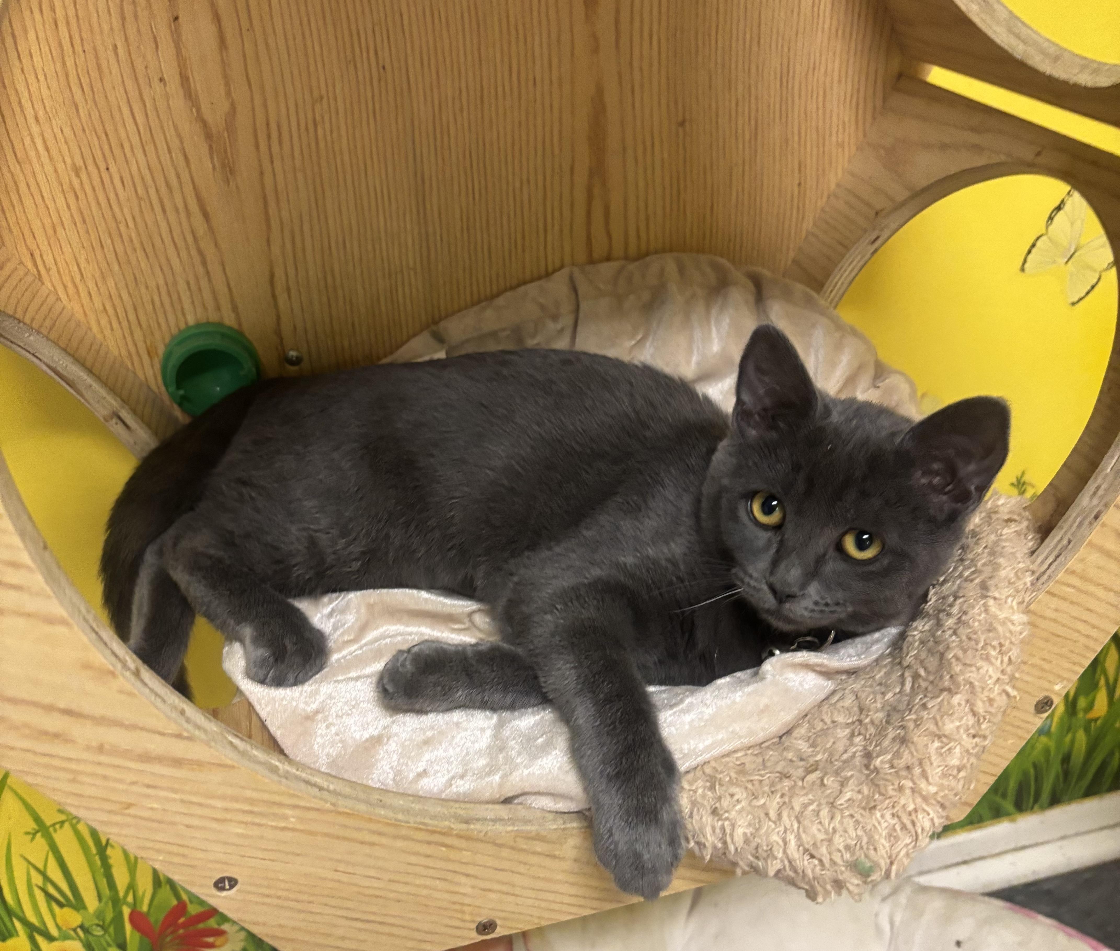 Ivy, a Adopted mixed breed in Whittier, CA image 2/6