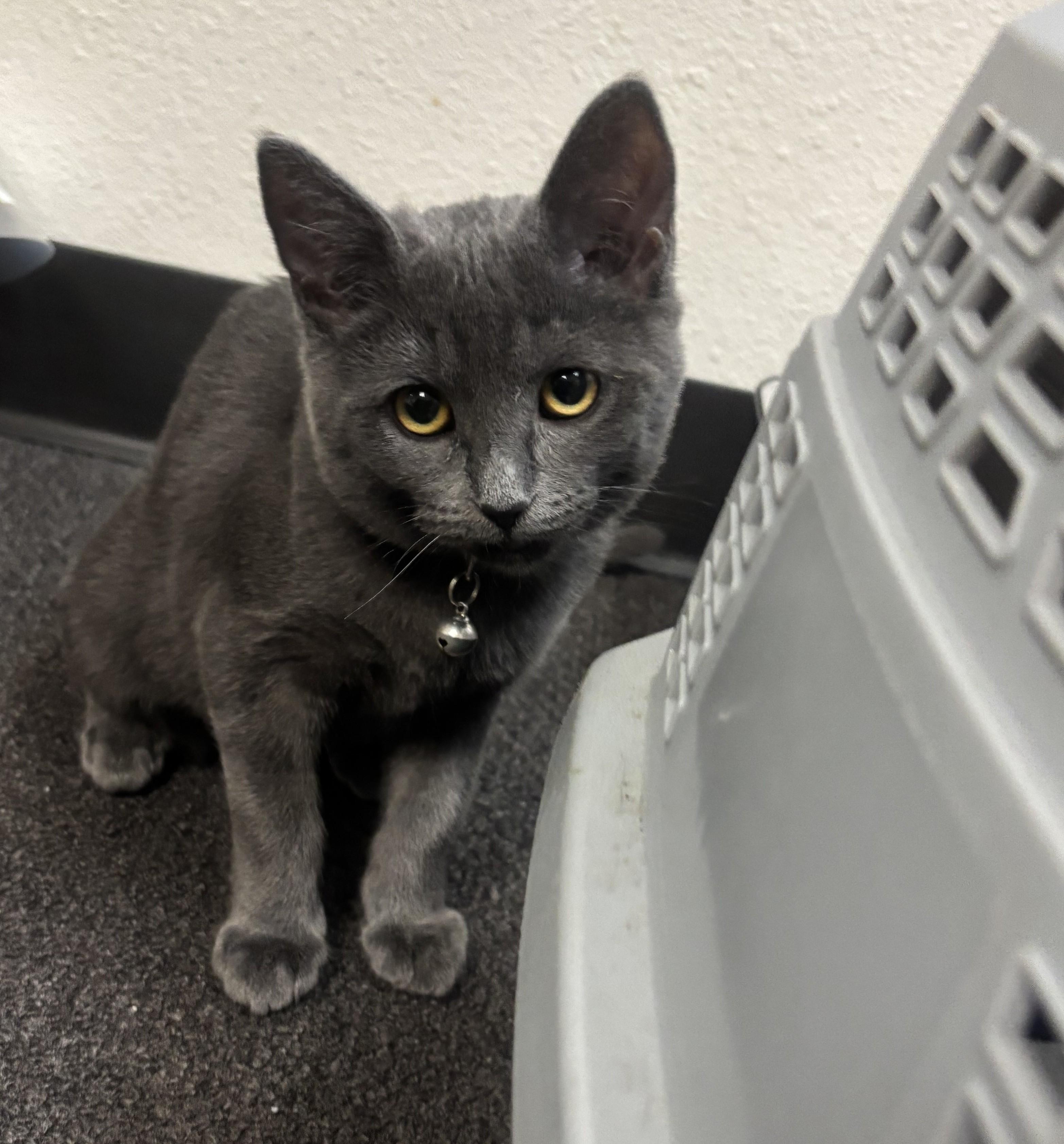 Ivy, a Adopted mixed breed in Whittier, CA image 6/6