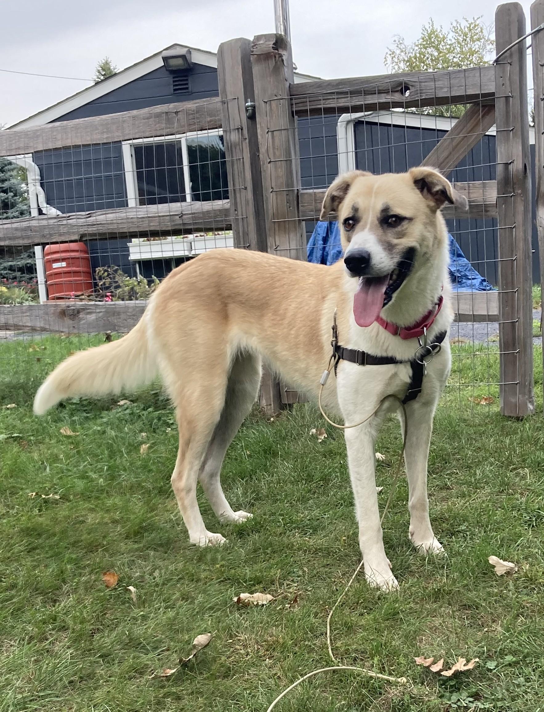 Enlarge Rosario, a Adoptable mixed breed in Palatine, IL image 2/5