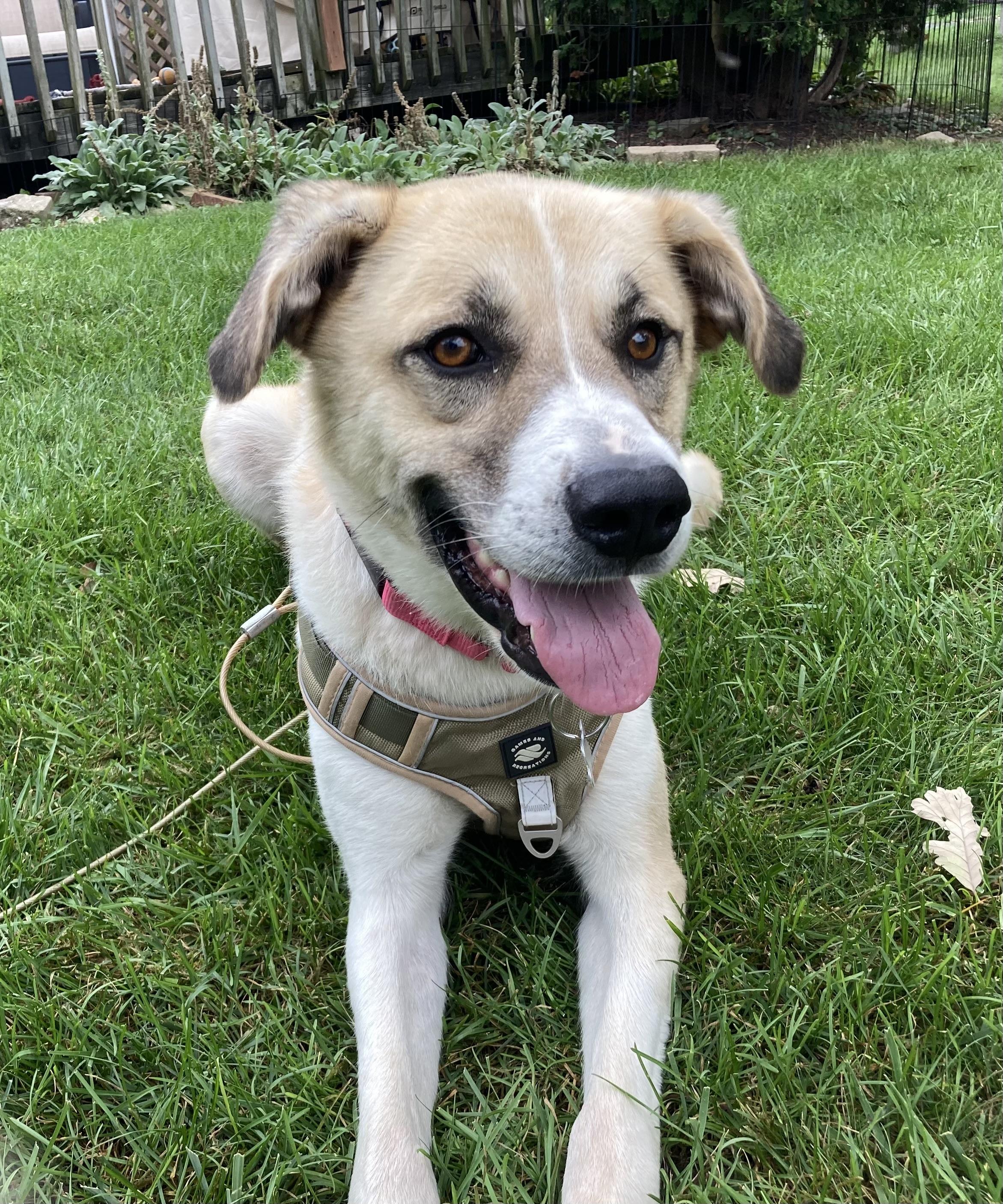Enlarge Rosario, a Adoptable mixed breed in Palatine, IL image 5/5