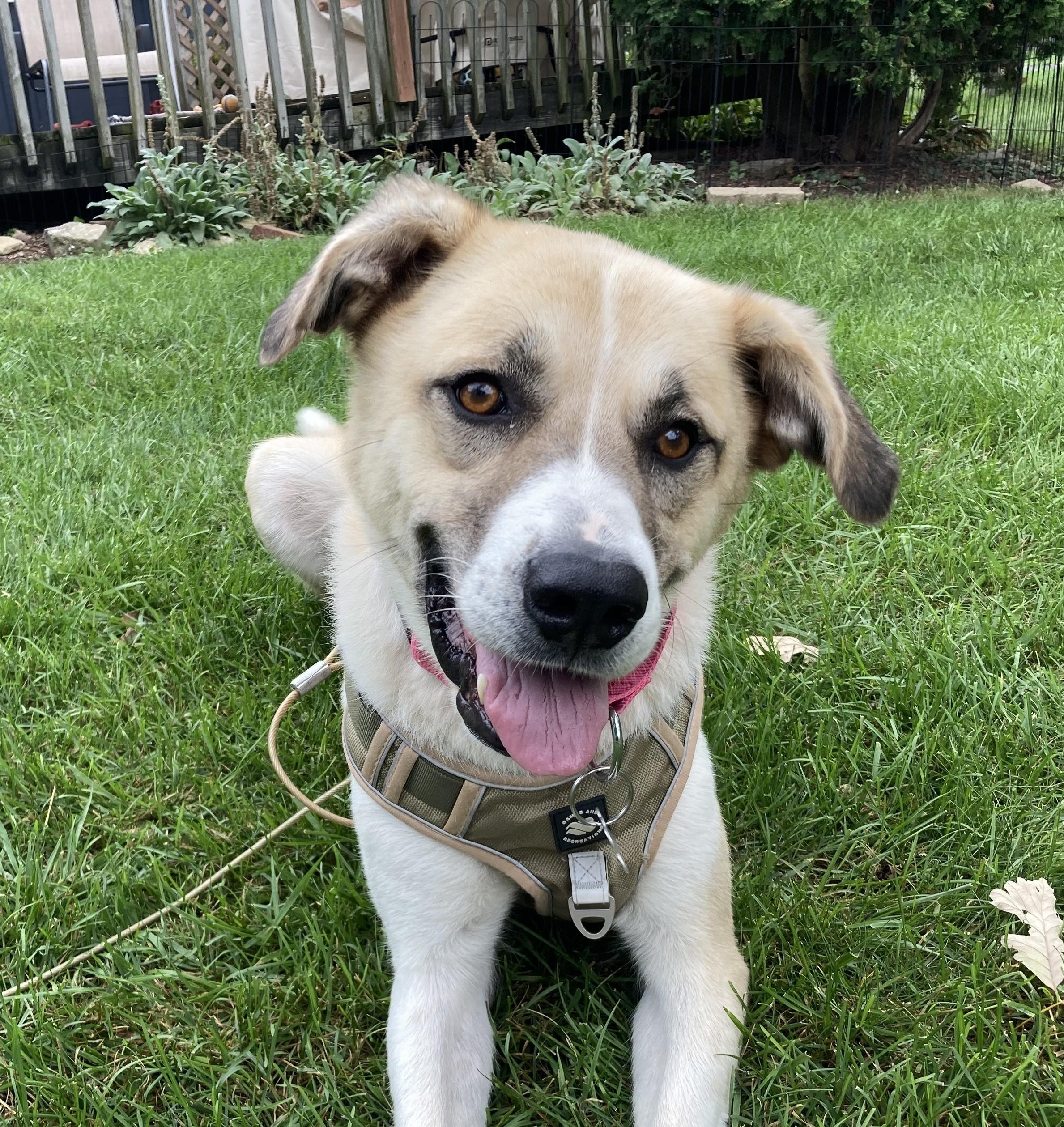 Rosario, Adoptable, Young Female Great Pyrenees & Mixed Breed.