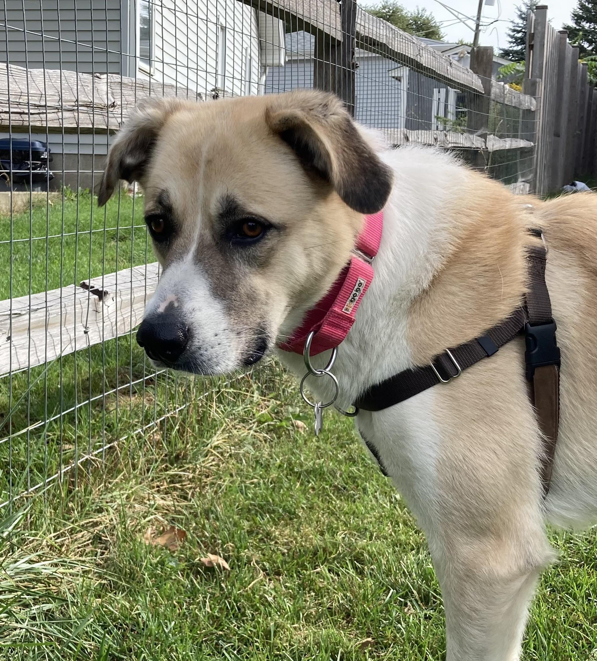 Enlarge Rosario, a Adoptable mixed breed in Palatine, IL image 3/5