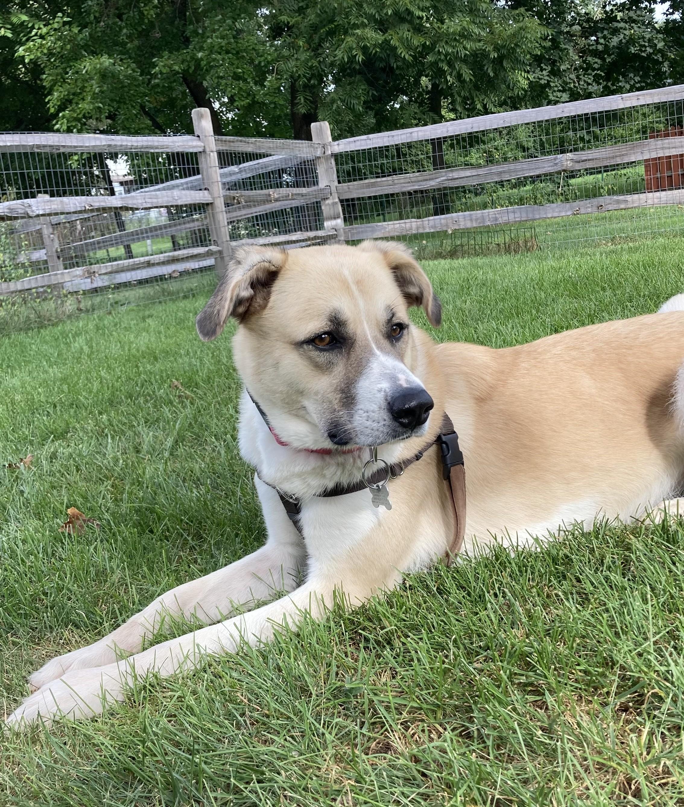Enlarge Rosario, a Adoptable mixed breed in Palatine, IL image 4/5