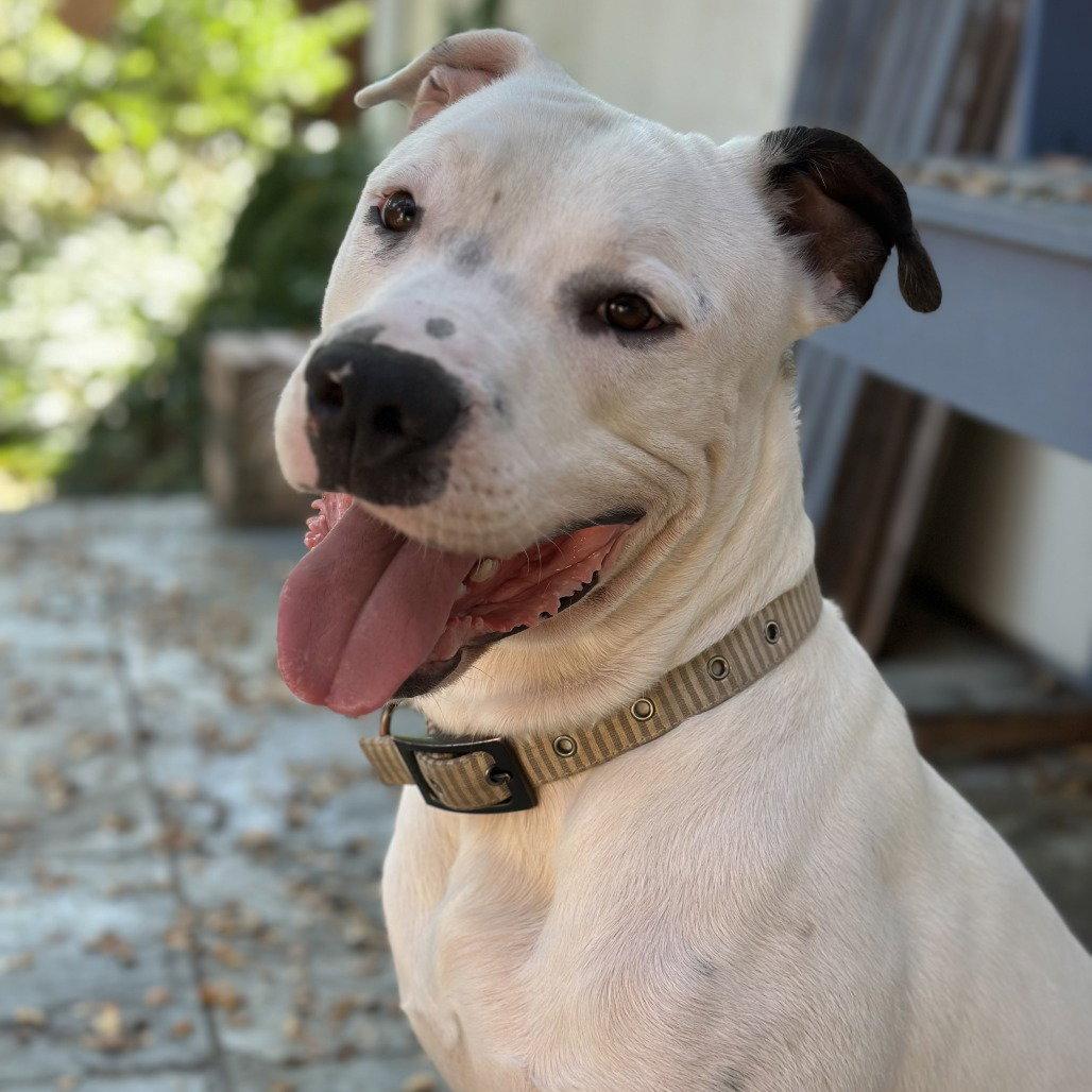 Randy, Adoptable, Adult Male Pit Bull Terrier.