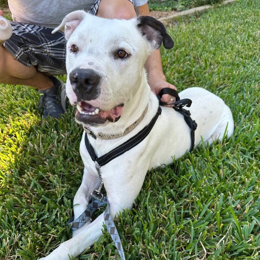 Randy, a Adoptable Pit Bull Terrier in Dallas, TX image 2/3