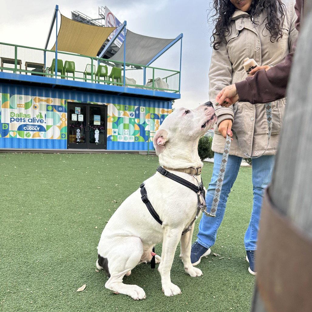 Randy, a Adoptable Pit Bull Terrier in Dallas, TX image 3/3
