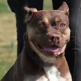 Red, Adoptable, Adult Male Terrier.