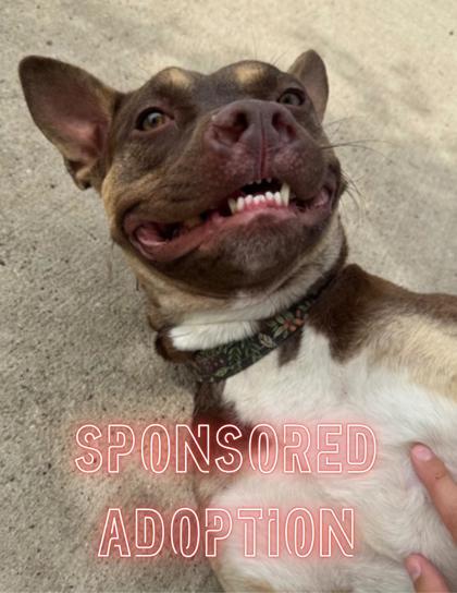 Enlarge Red, a Adoptable mixed breed in Rapid City, SD image 2/4