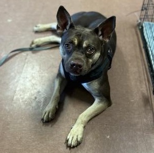 Enlarge Red, a Adoptable mixed breed in Rapid City, SD image 3/4