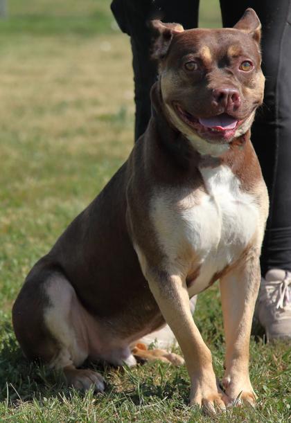 Enlarge Red, a Adoptable mixed breed in Rapid City, SD image 4/4