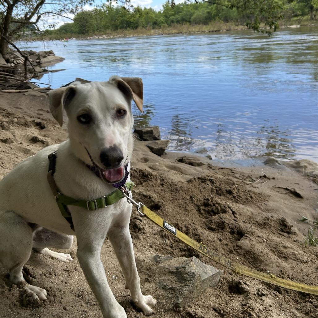 Enlarge Shiro, a Adoptable Mixed Breed in Falls Church, VA image 1/6