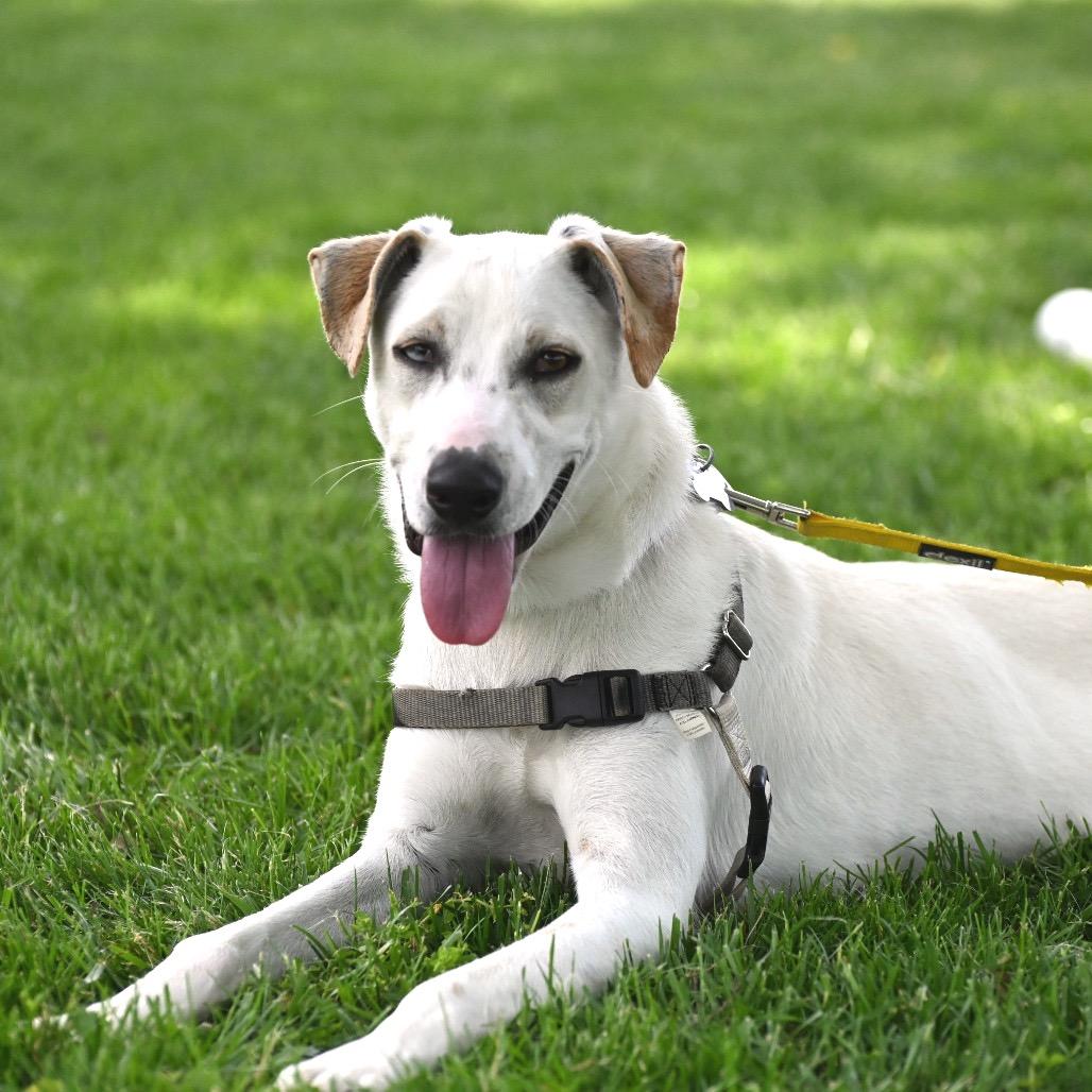 Enlarge Shiro, a Adoptable Mixed Breed in Falls Church, VA image 2/6