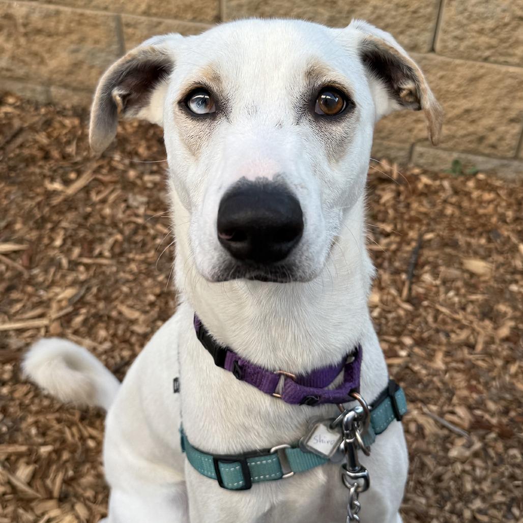 Enlarge Shiro, a Adoptable Mixed Breed in Falls Church, VA image 2/6