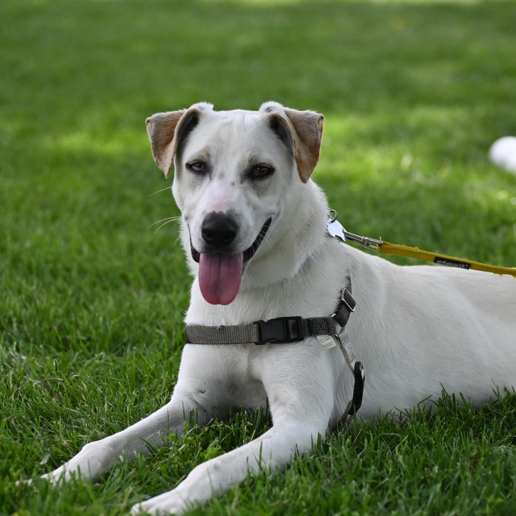 Enlarge Shiro, a Adoptable Mixed Breed in Falls Church, VA image 3/6