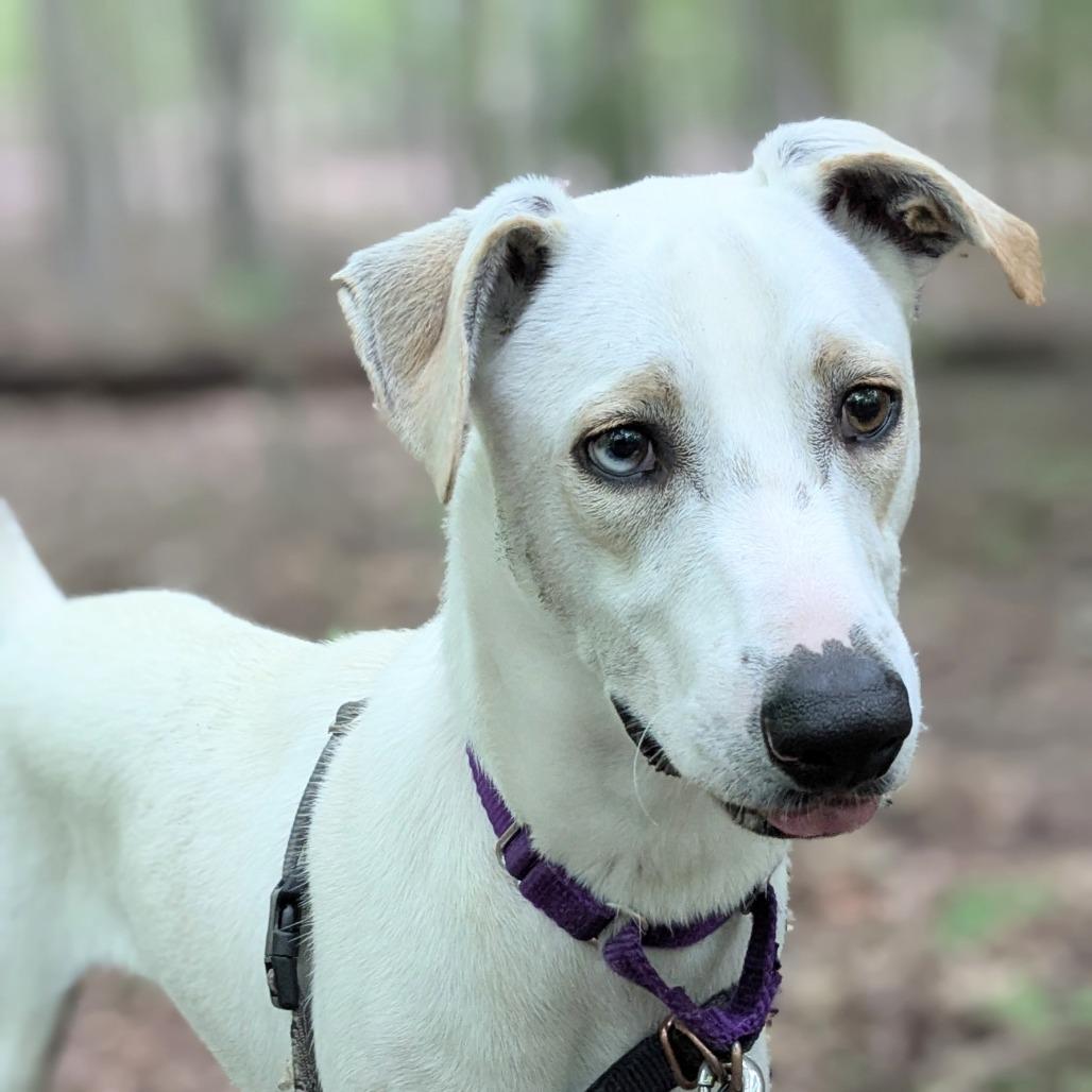Enlarge Shiro, a Adoptable Mixed Breed in Falls Church, VA image 3/6