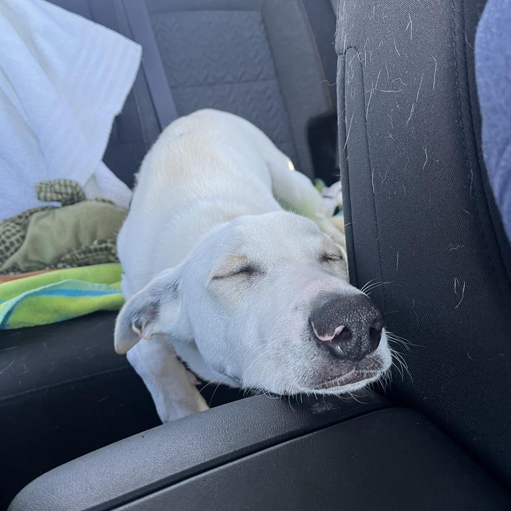 Enlarge Shiro, a Adoptable Mixed Breed in Falls Church, VA image 4/6