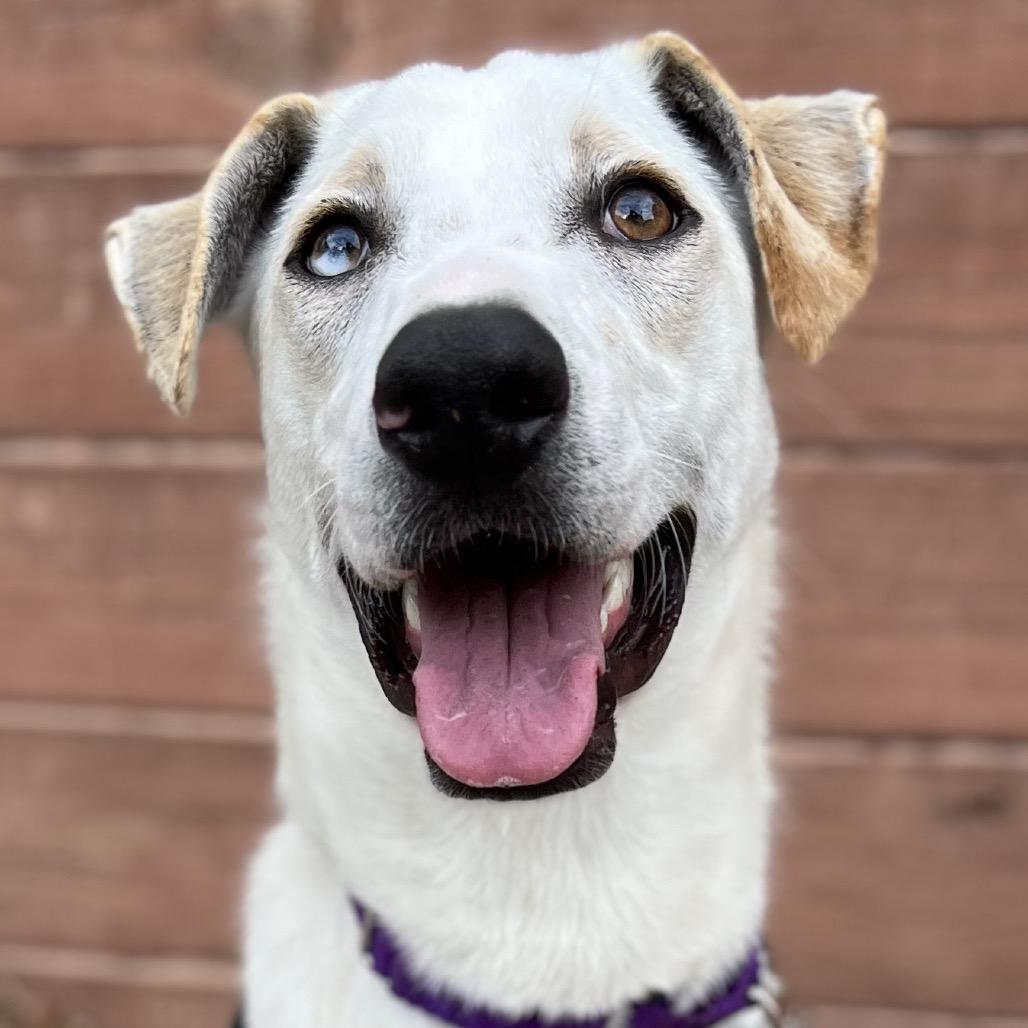 Enlarge Shiro, a Adoptable Mixed Breed in Falls Church, VA image 5/6