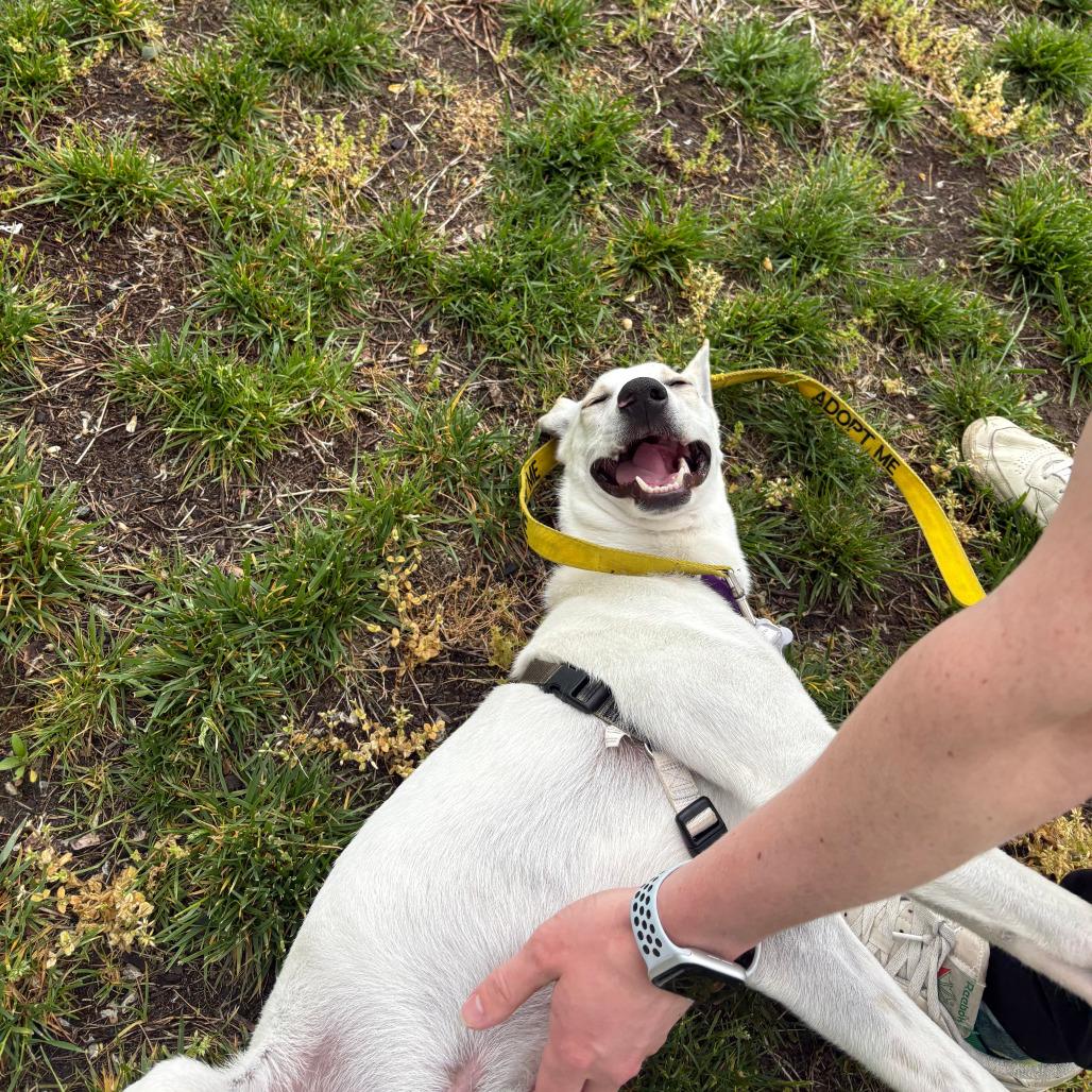 Enlarge Shiro, a Adoptable Mixed Breed in Falls Church, VA image 6/6