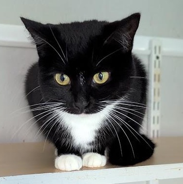 Enlarge Katniss, a Adopted Domestic Short Hair in Shippenville, PA image 2/4