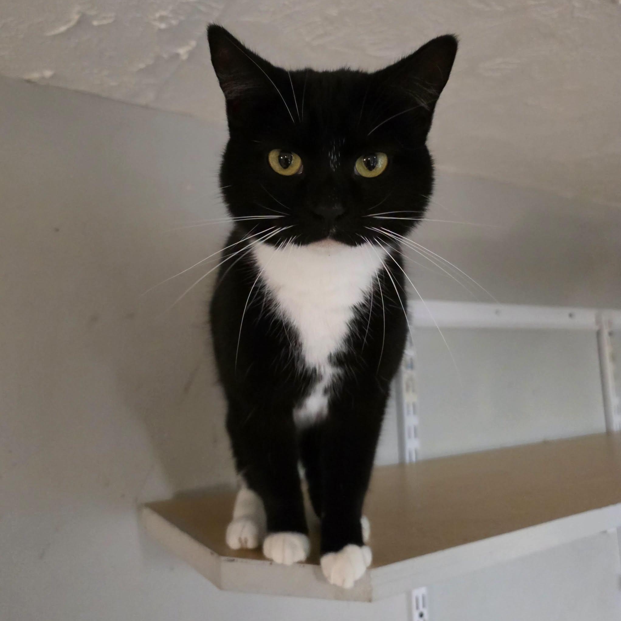 Enlarge Katniss, a Adopted Domestic Short Hair in Shippenville, PA image 4/4