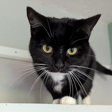 Katniss, Adopted, Adult Female Domestic Short Hair.