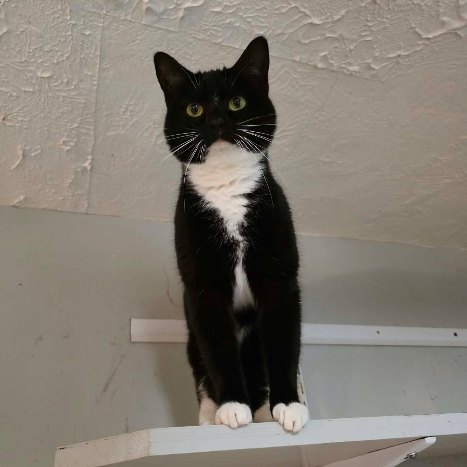 Enlarge Katniss, a Adopted Domestic Short Hair in Shippenville, PA image 3/4