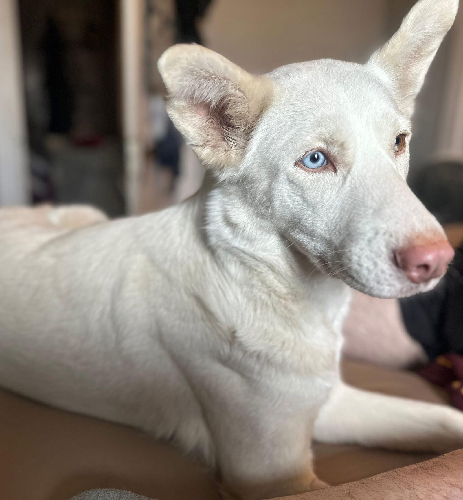 Baby girl, Adopted, Adult Female Husky.