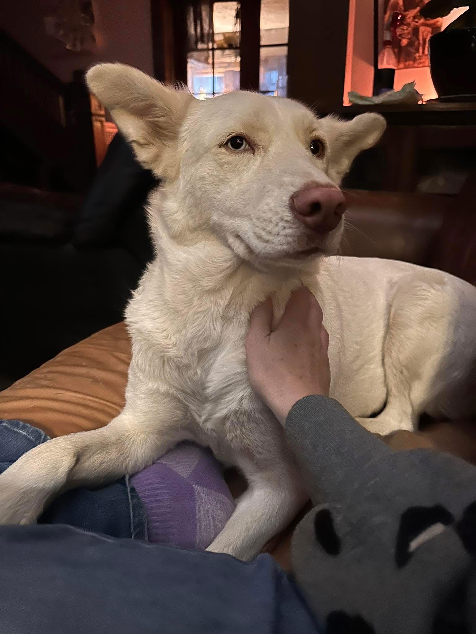 Enlarge Baby girl, a Adopted Husky in Columbus, IN image 2/3