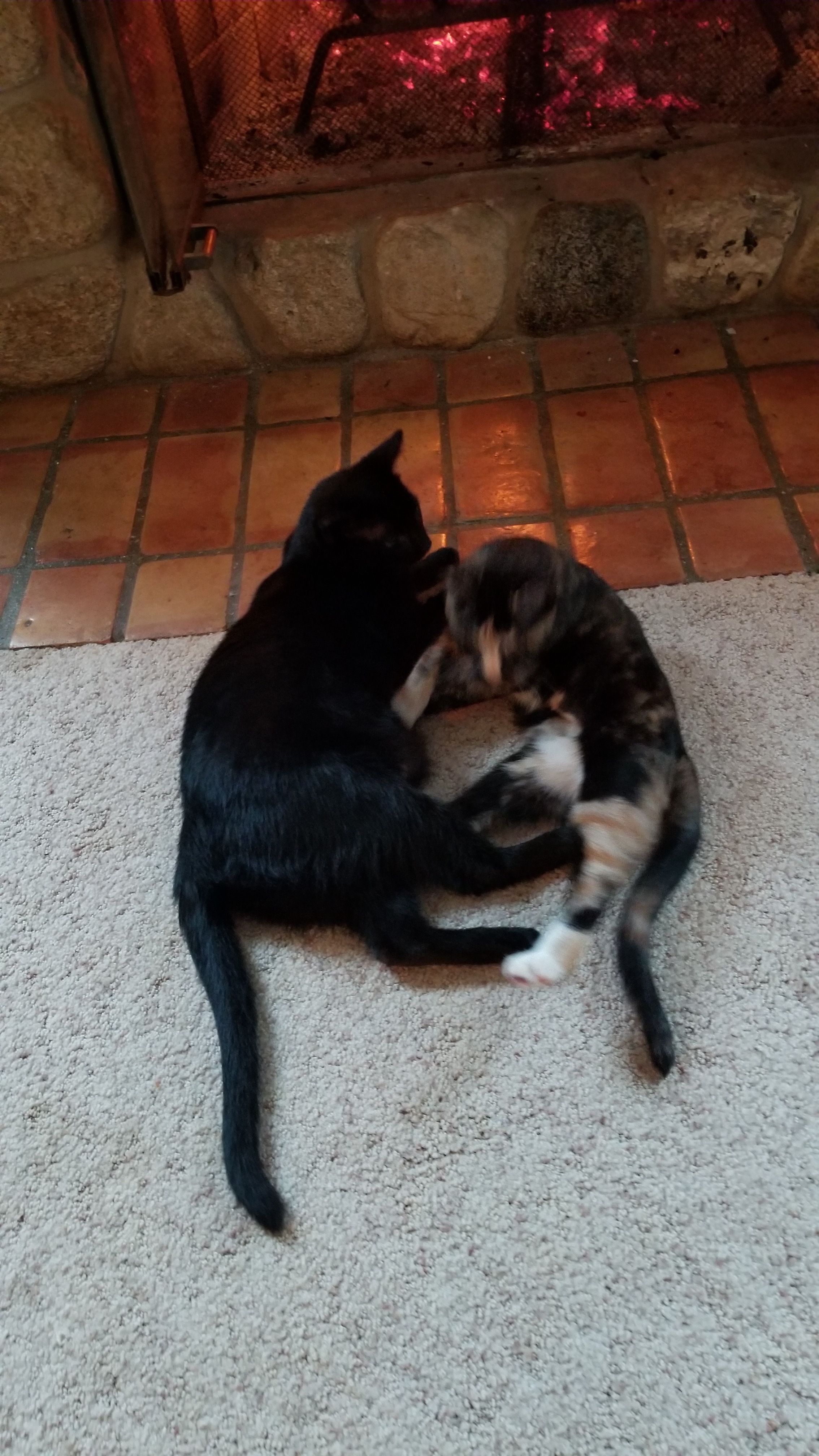 Violet, a Adoptable mixed breed in Valley Center, CA image 1/3