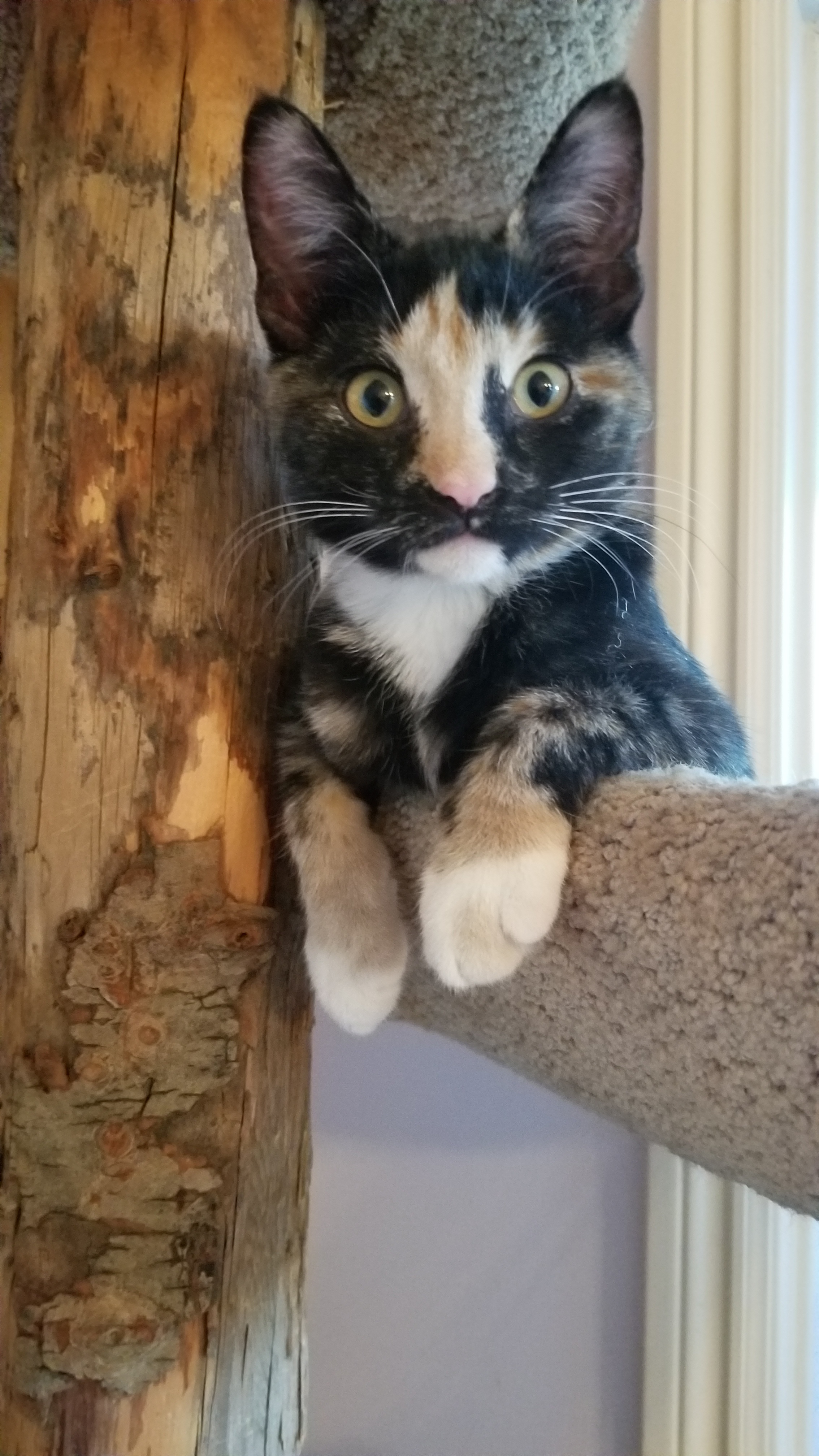 Violet, a Adoptable mixed breed in Valley Center, CA image 2/3