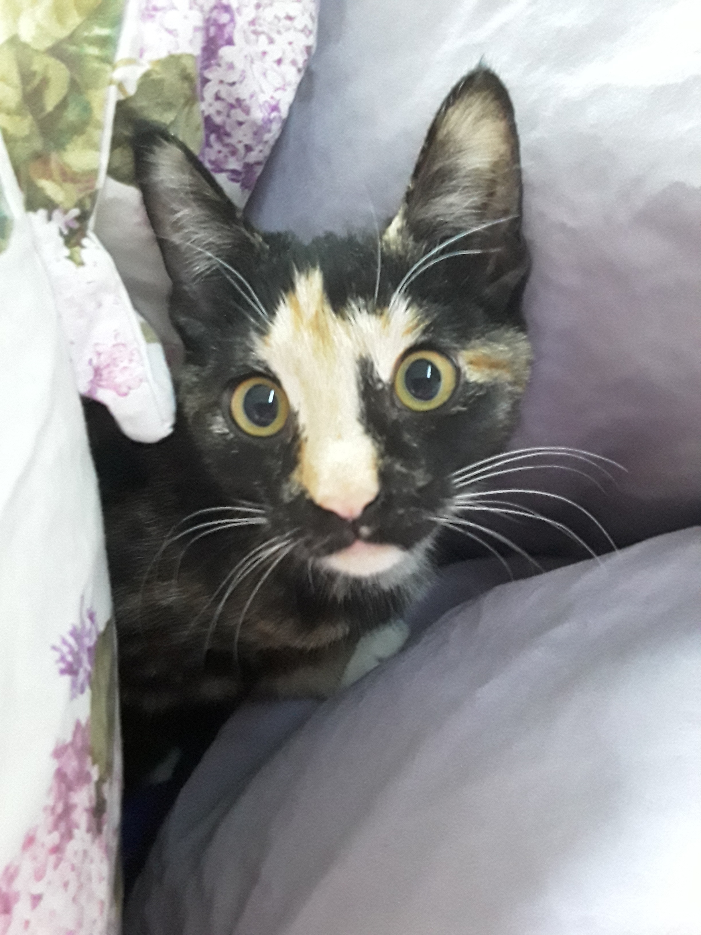 Violet, a Adoptable mixed breed in Valley Center, CA image 3/3