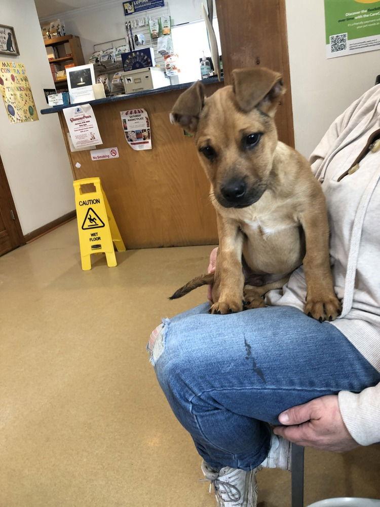 Kili~, Adoptable, Young Male Hound.