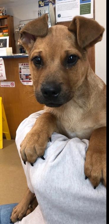 Kili~, a Adoptable Hound in Columbia, TN image 2/3