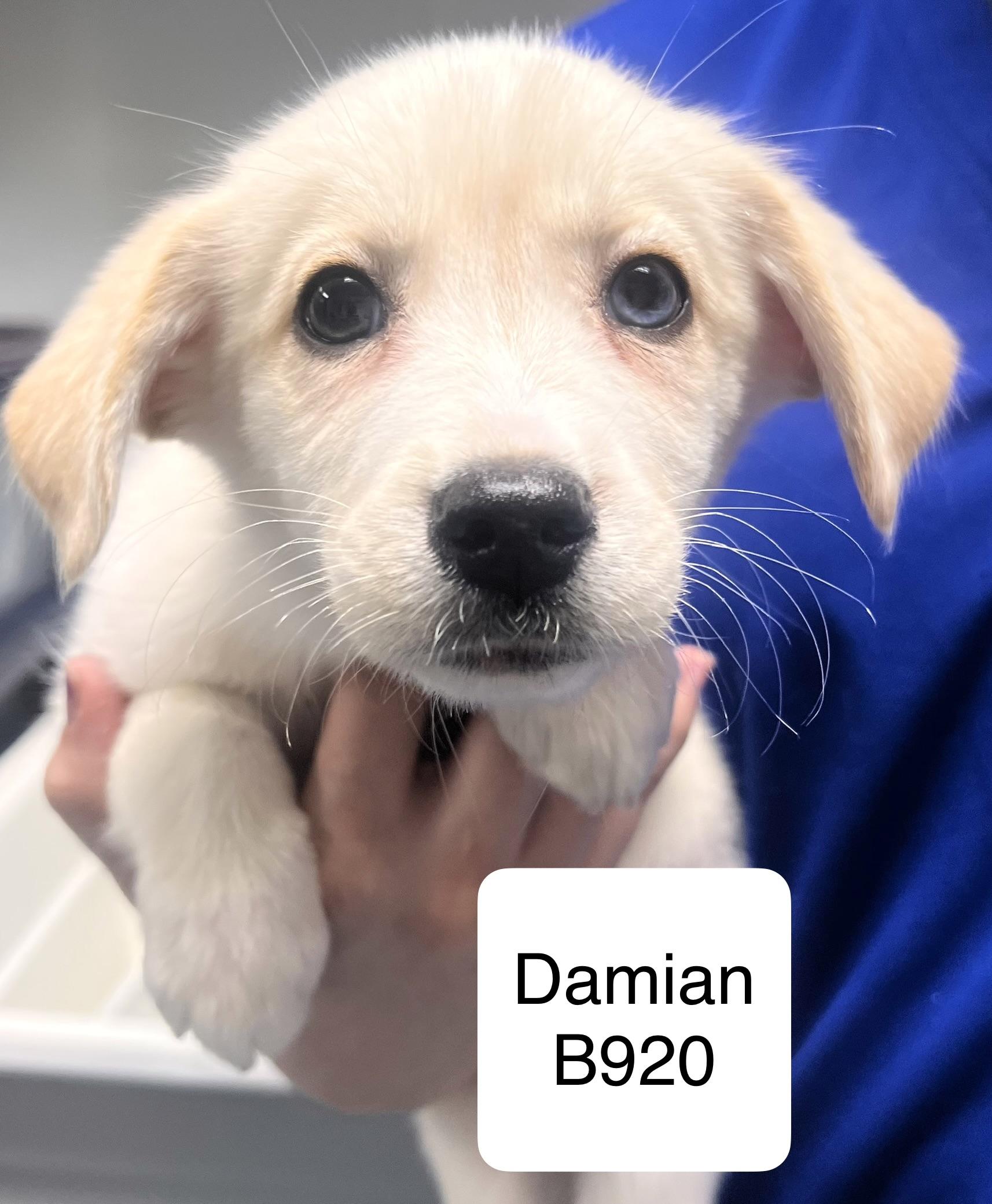 Damian, ADOPTABLE, Puppy Male Husky.