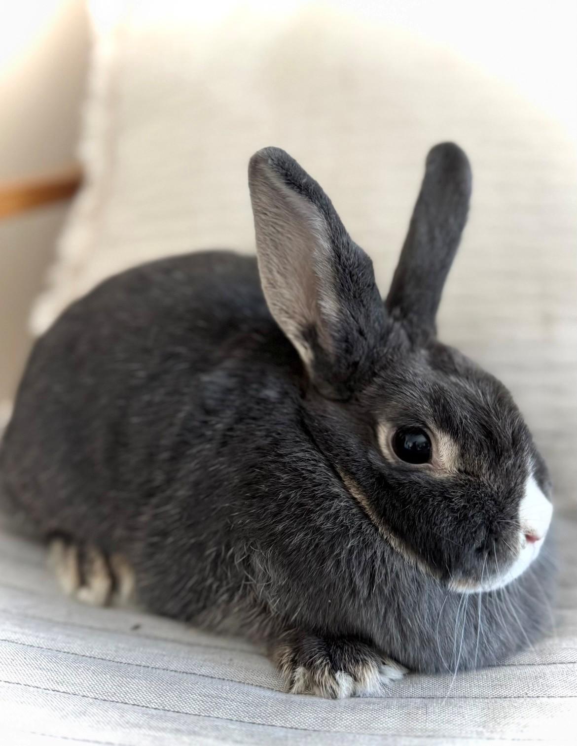 Enlarge Willow, a ADOPTABLE American in Salt Lake City, UT image 3/4