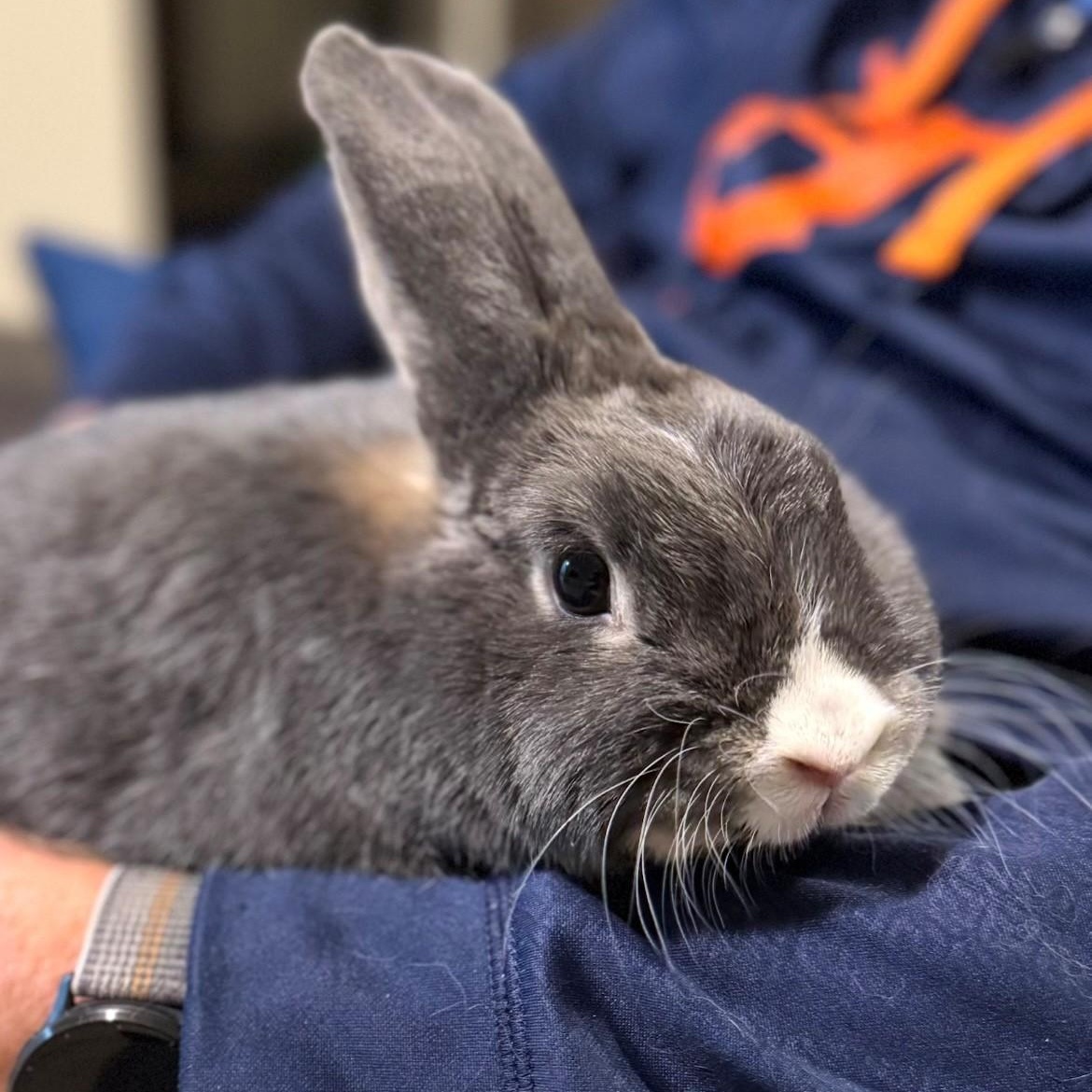 Willow, ADOPTABLE, Adult Female American.
