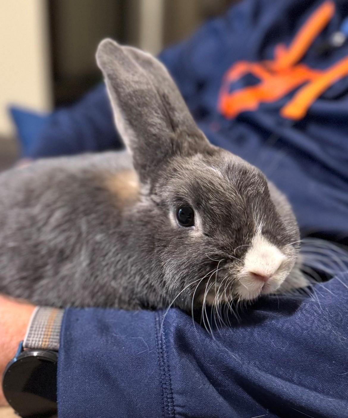 Enlarge Willow, a ADOPTABLE American in Salt Lake City, UT image 2/4