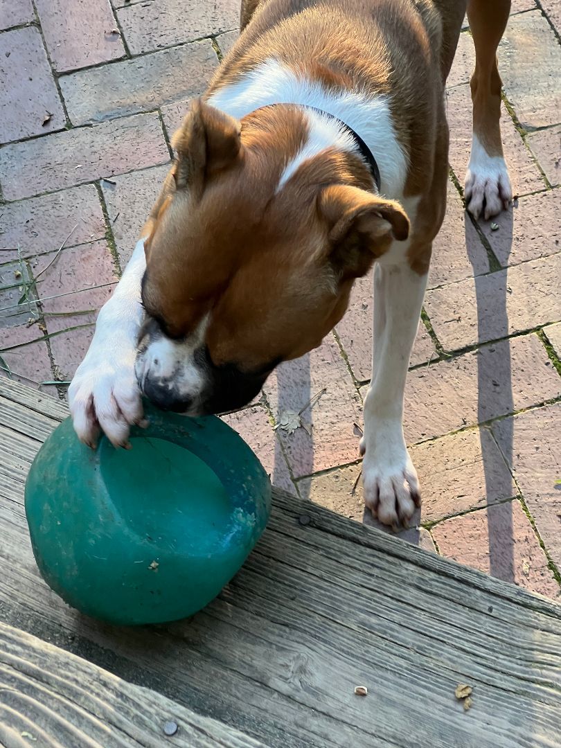 Winston, Adopted, Adult Male Boxer & Jack Russell Terrier.