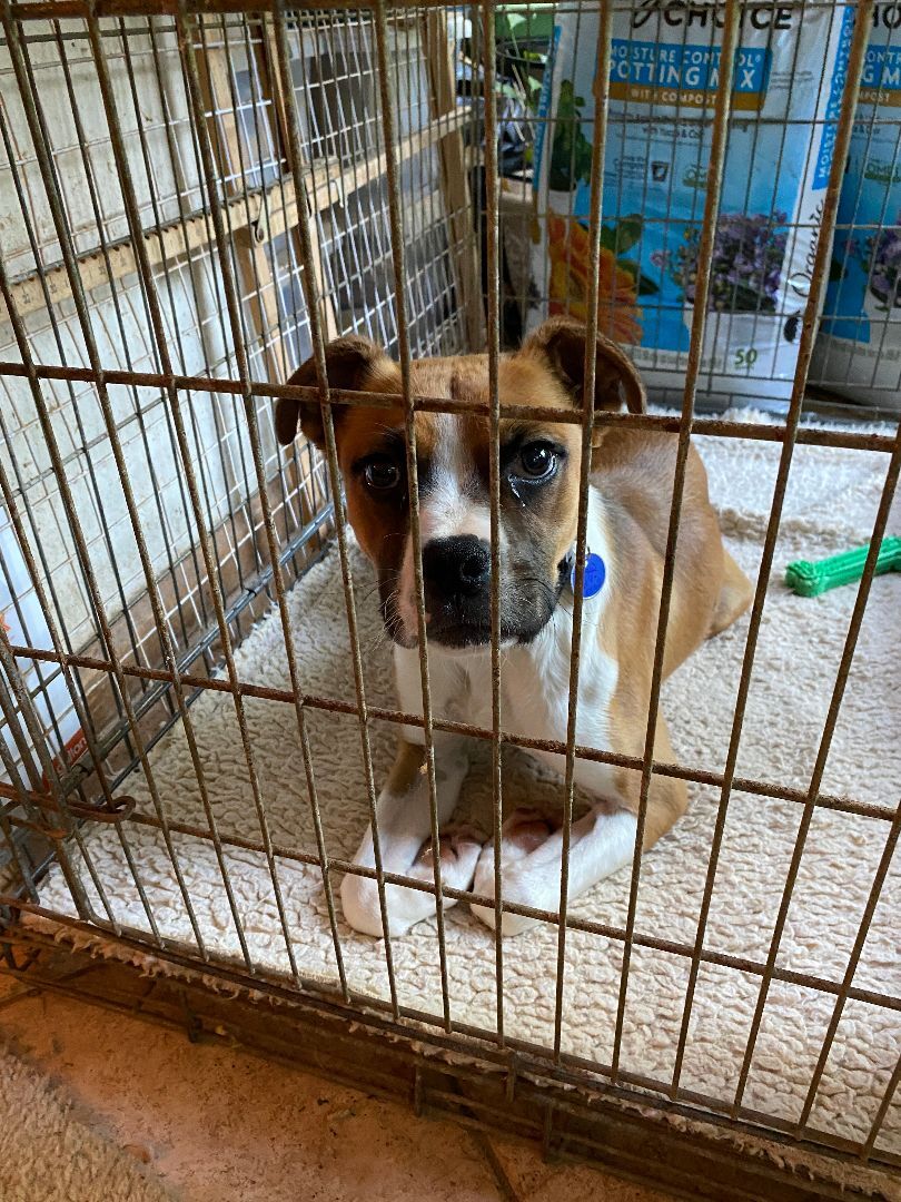 Enlarge Winston, a Adopted mixed breed in Reston, VA image 2/12