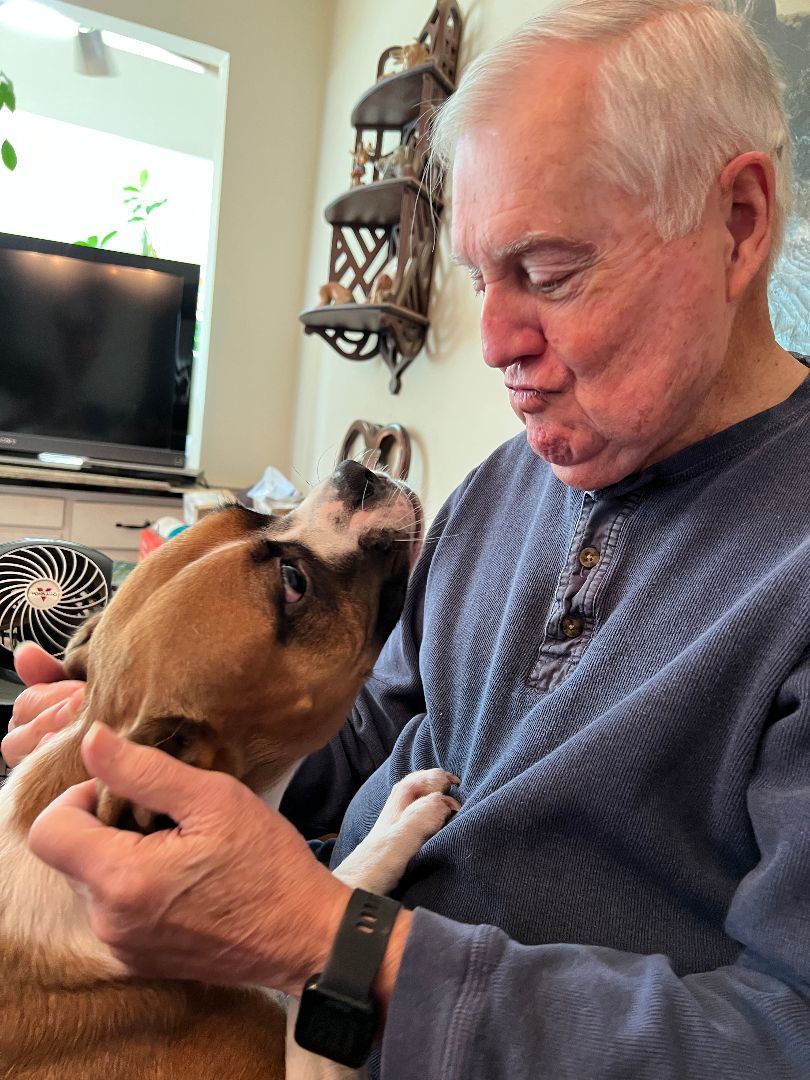 Enlarge Winston, a Adopted mixed breed in Reston, VA image 3/12