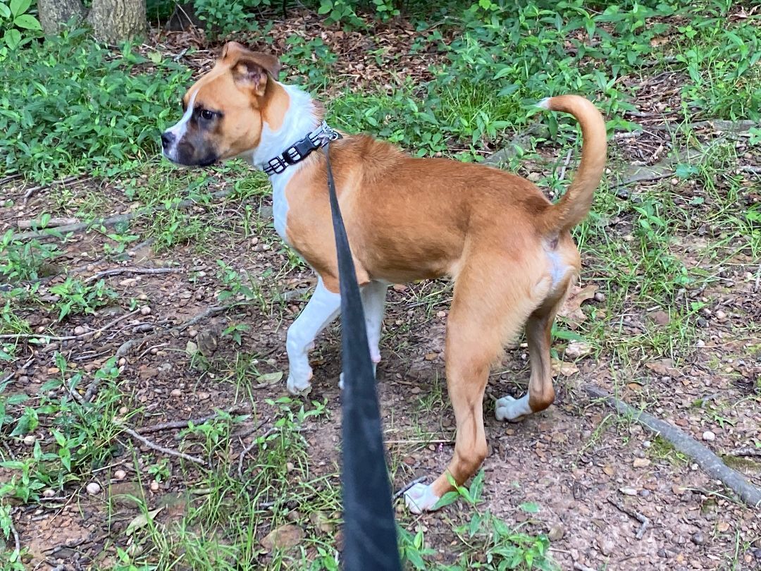 Enlarge Winston, a Adopted mixed breed in Reston, VA image 4/12