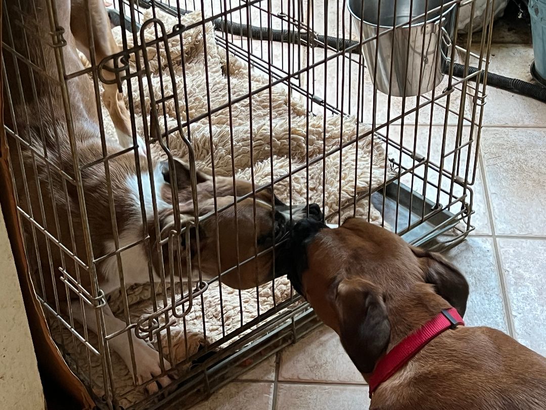 Enlarge Winston, a Adopted mixed breed in Reston, VA image 5/12