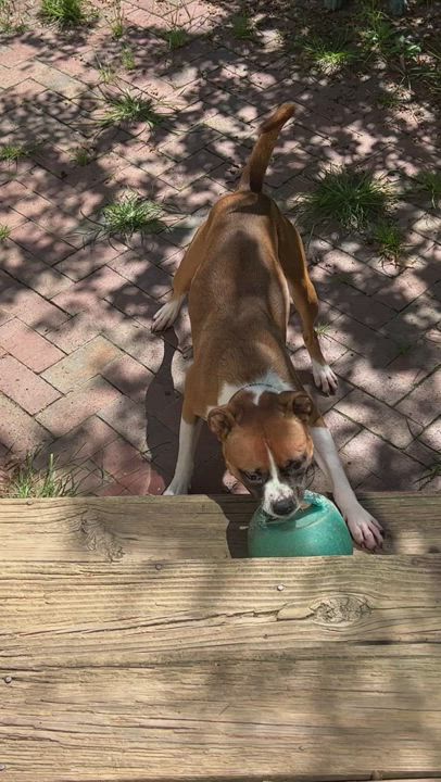 Enlarge Winston, a Adopted mixed breed in Reston, VA video 12/12