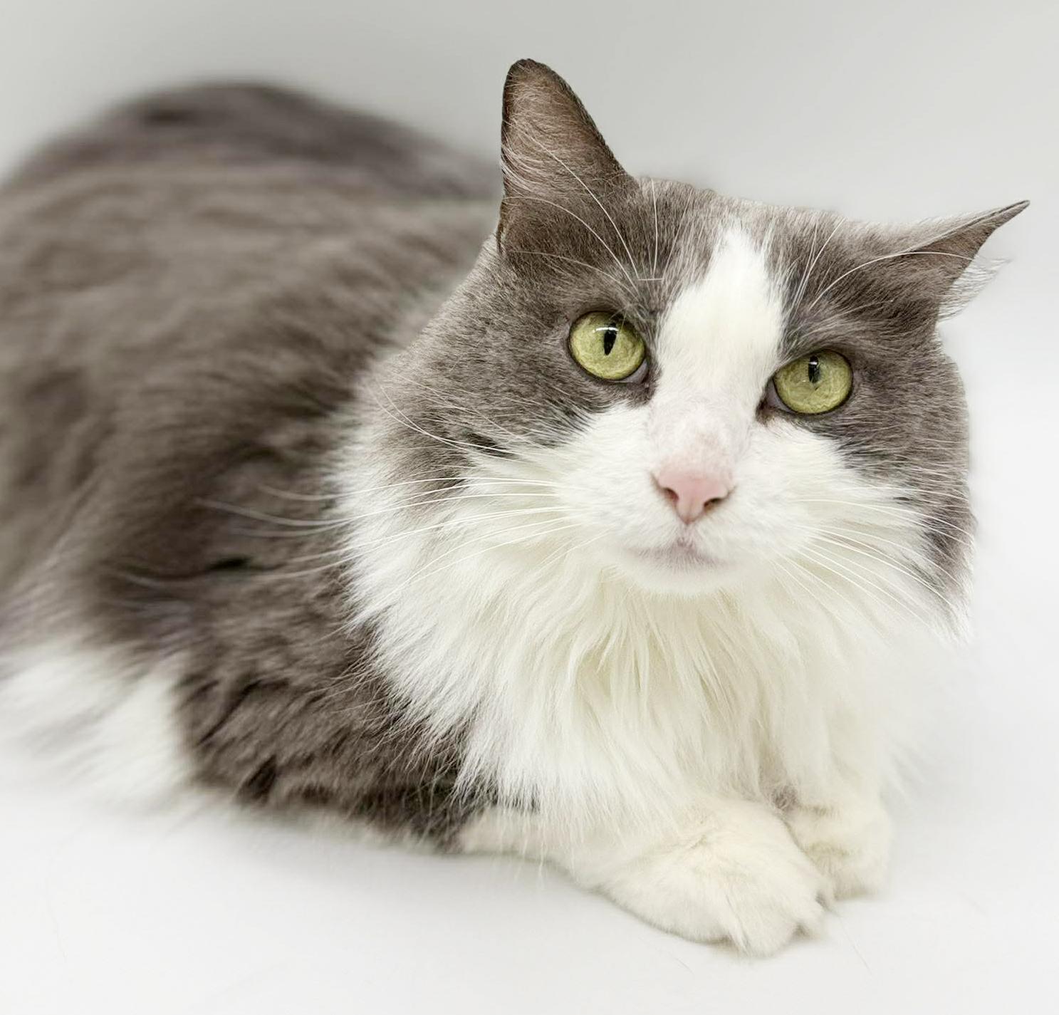 Enlarge Kalliope is SOOO DARN KUTE omggg ADORABLE FLOOF - wins cuddle bug of the year!  VIDEO!!, an adoptable mixed breed in Bedford Hills, NY image 3/6