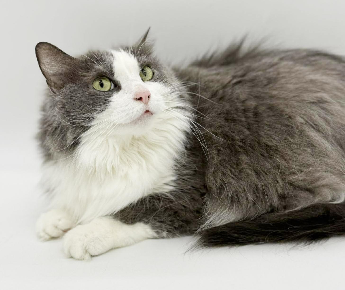 Enlarge Kalliope is SOOO DARN KUTE omggg ADORABLE FLOOF - wins cuddle bug of the year!  VIDEO!!, an adoptable mixed breed in Bedford Hills, NY image 5/6